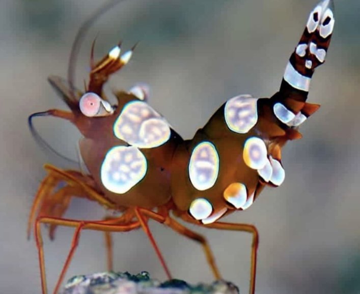 Sexy Shrimp
