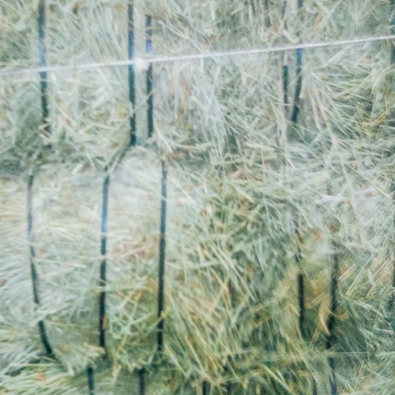 Burris Farms Hay and Straw-Timohthy--3.jpg