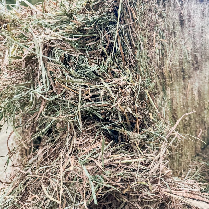 Burris Farms Hay and Straw-Orchard-Grass--2-2.jpg