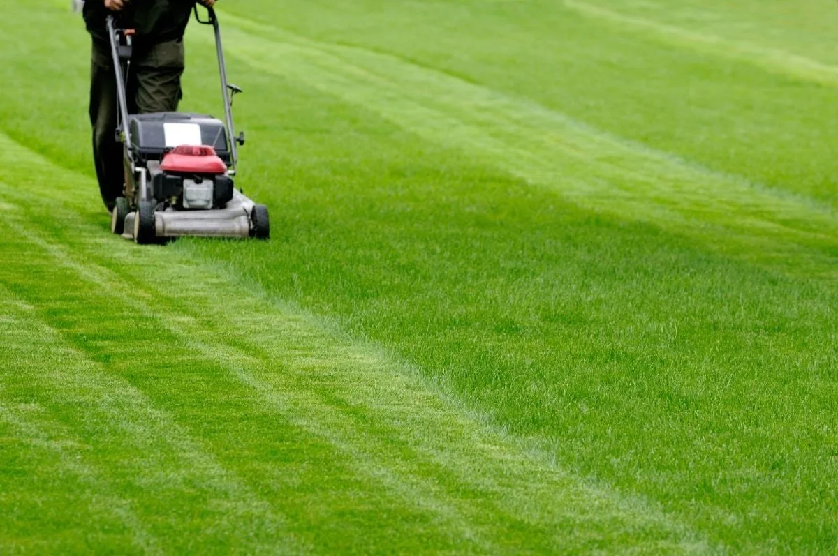 Overgrown Beds, Patchy Grass, and Weeds: The Three Problems Crofton Homeowners Face Every Spring