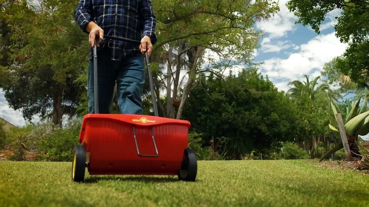 Why Bowie Lawns Develop Patchy Growth