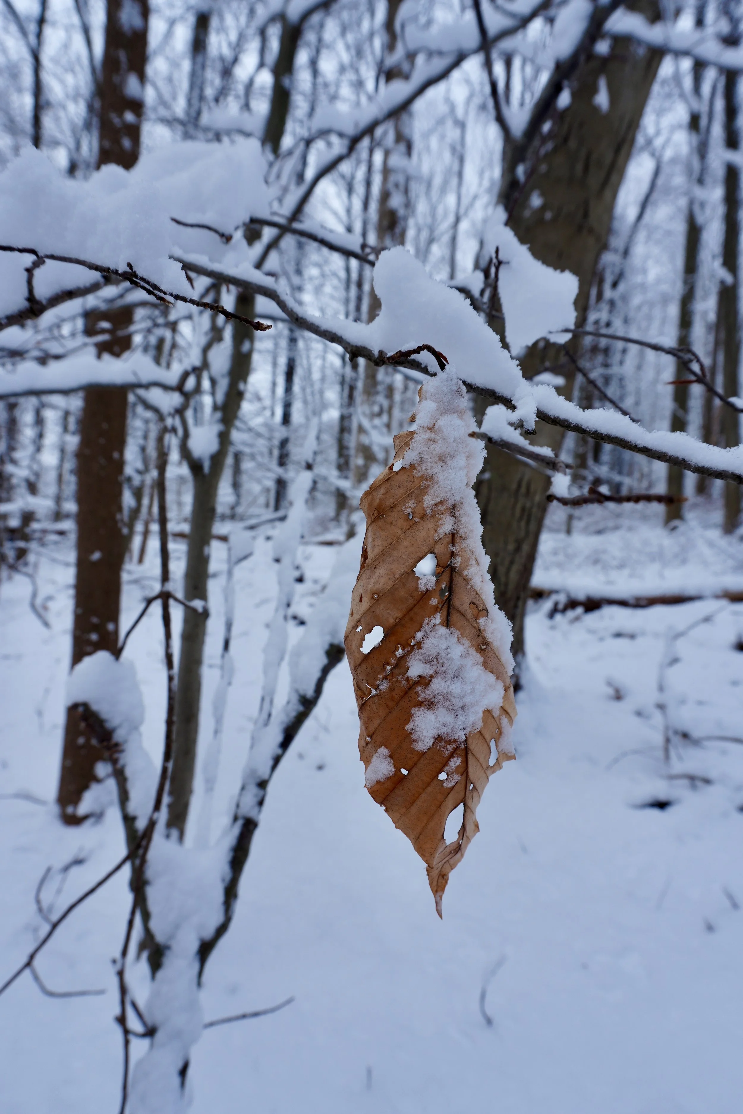 You’re Not Meant to Bloom in Winter