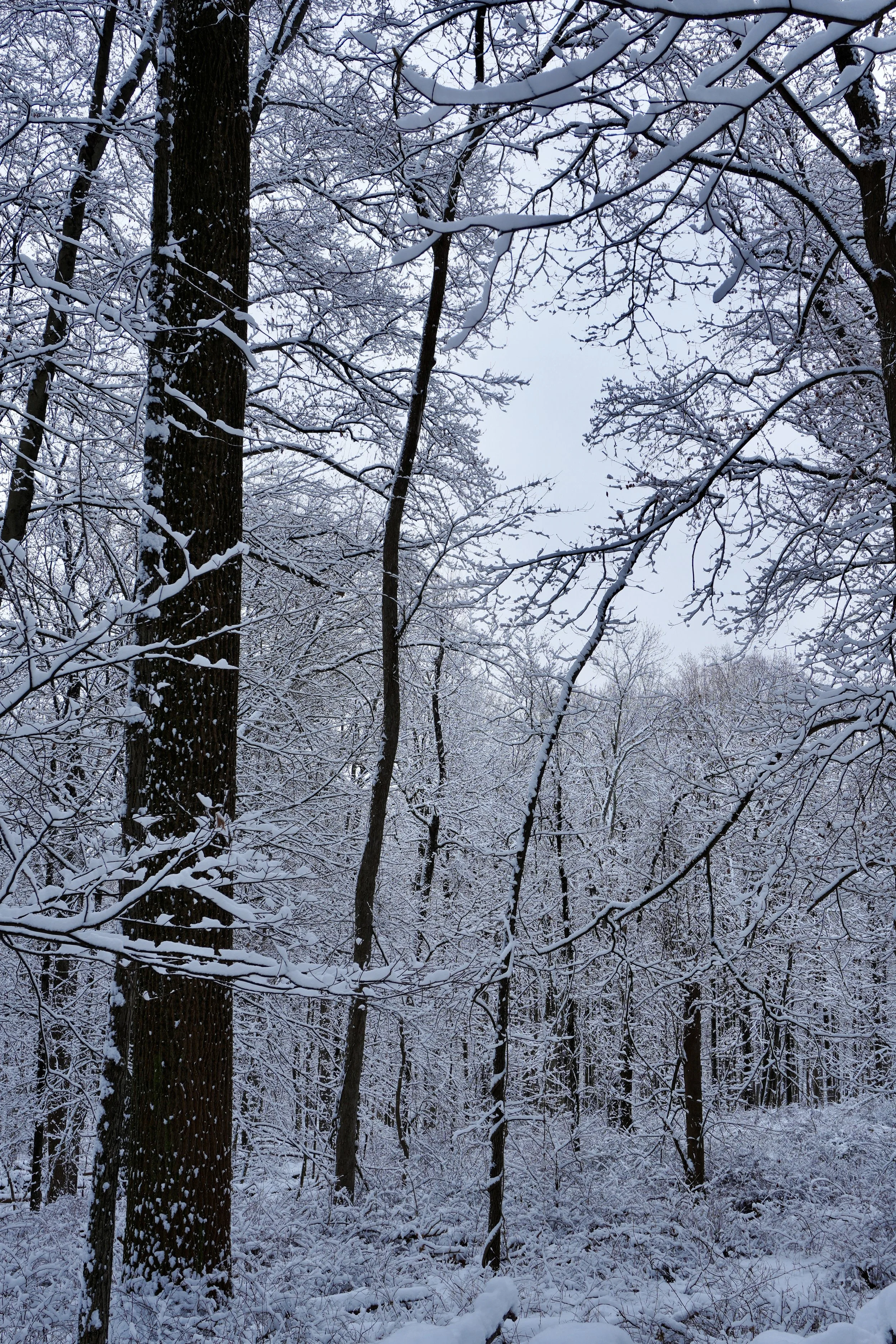 snowy forest ecotherapy in Westchester NY