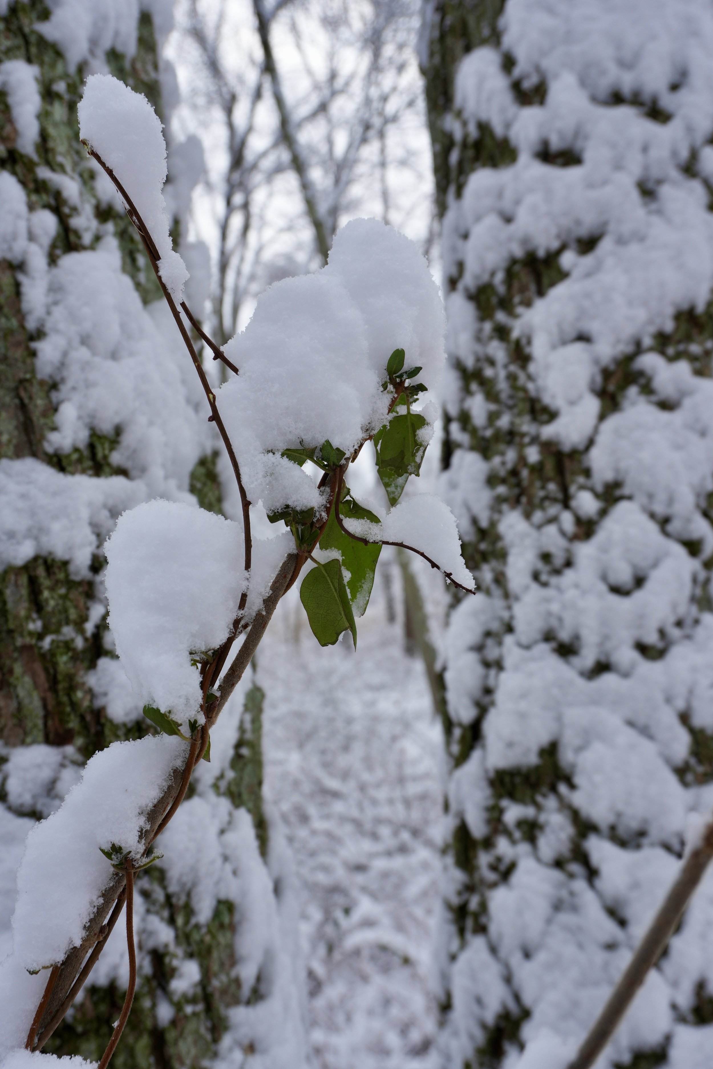 winter image in yorktown heights, photo taken by Citlali Herrera LCSW