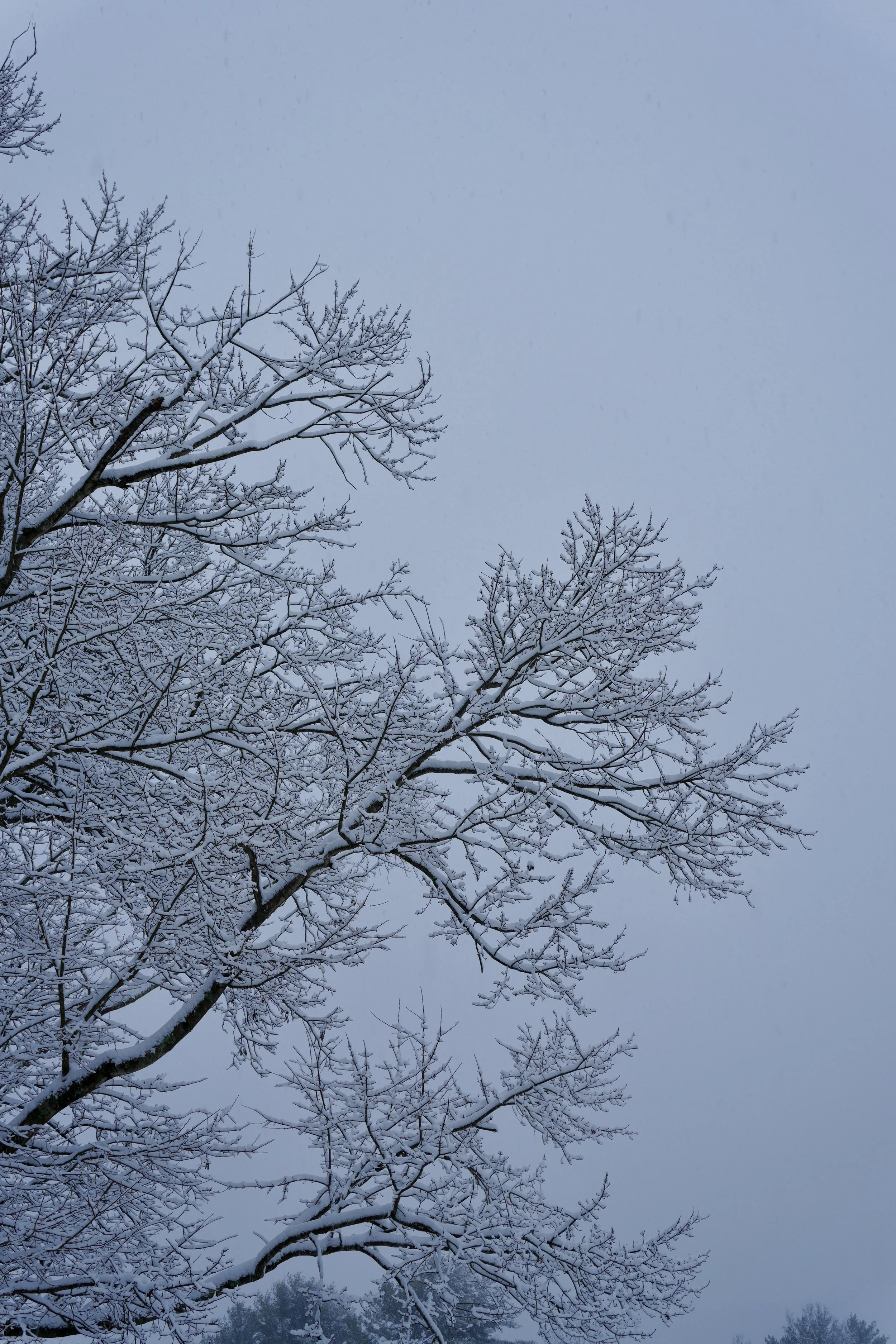 snowy tree Yorktown Heights NY