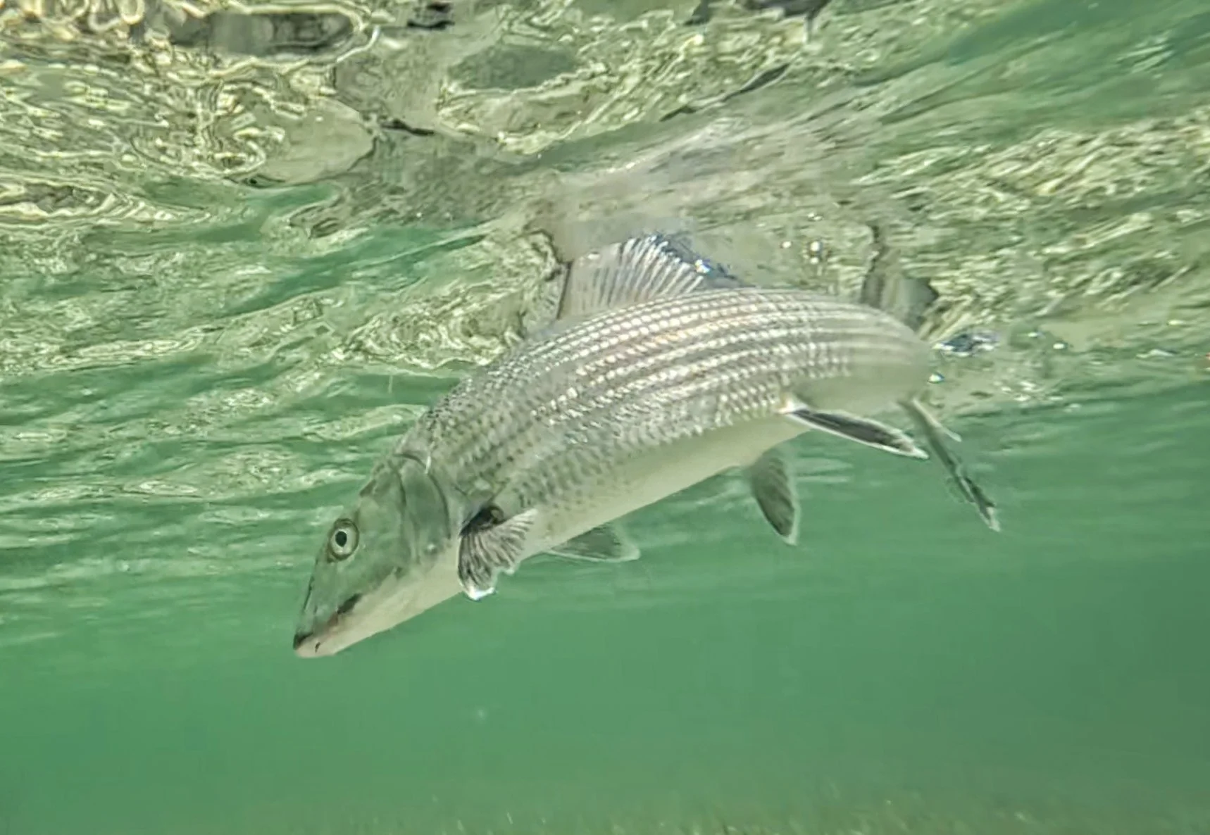 Bone hooked up 2 copy.jpg