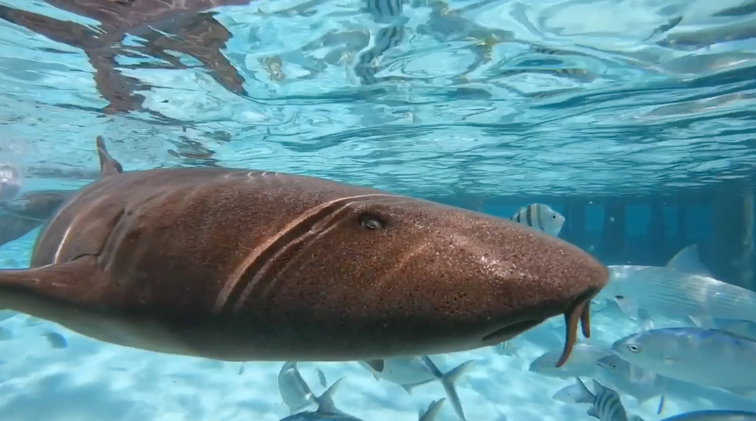 Screen Shot 2021-11-03 at 2.50.17 PM.jpg