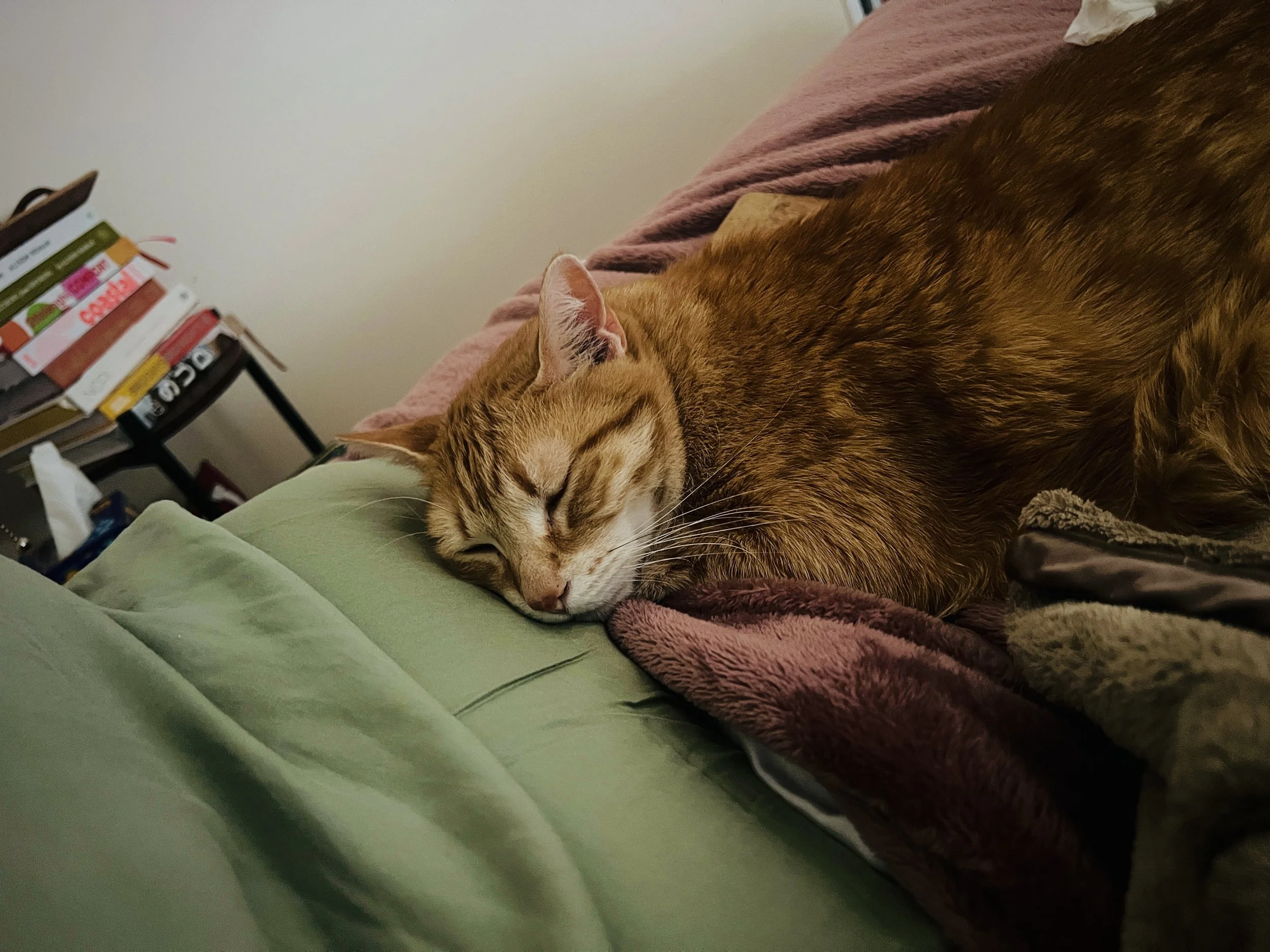IMG_6561.jpeg