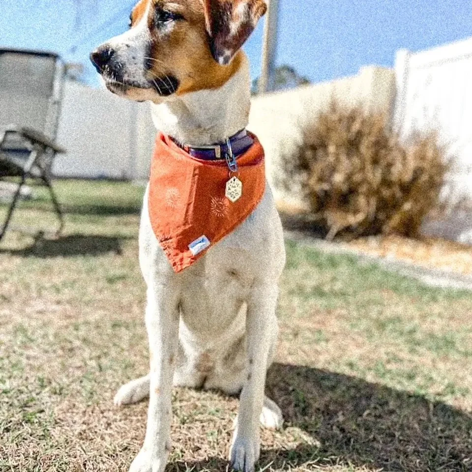 open lace back dress ELLIE DOG WEAR | Zip-Up Dog Hoodie in Orange