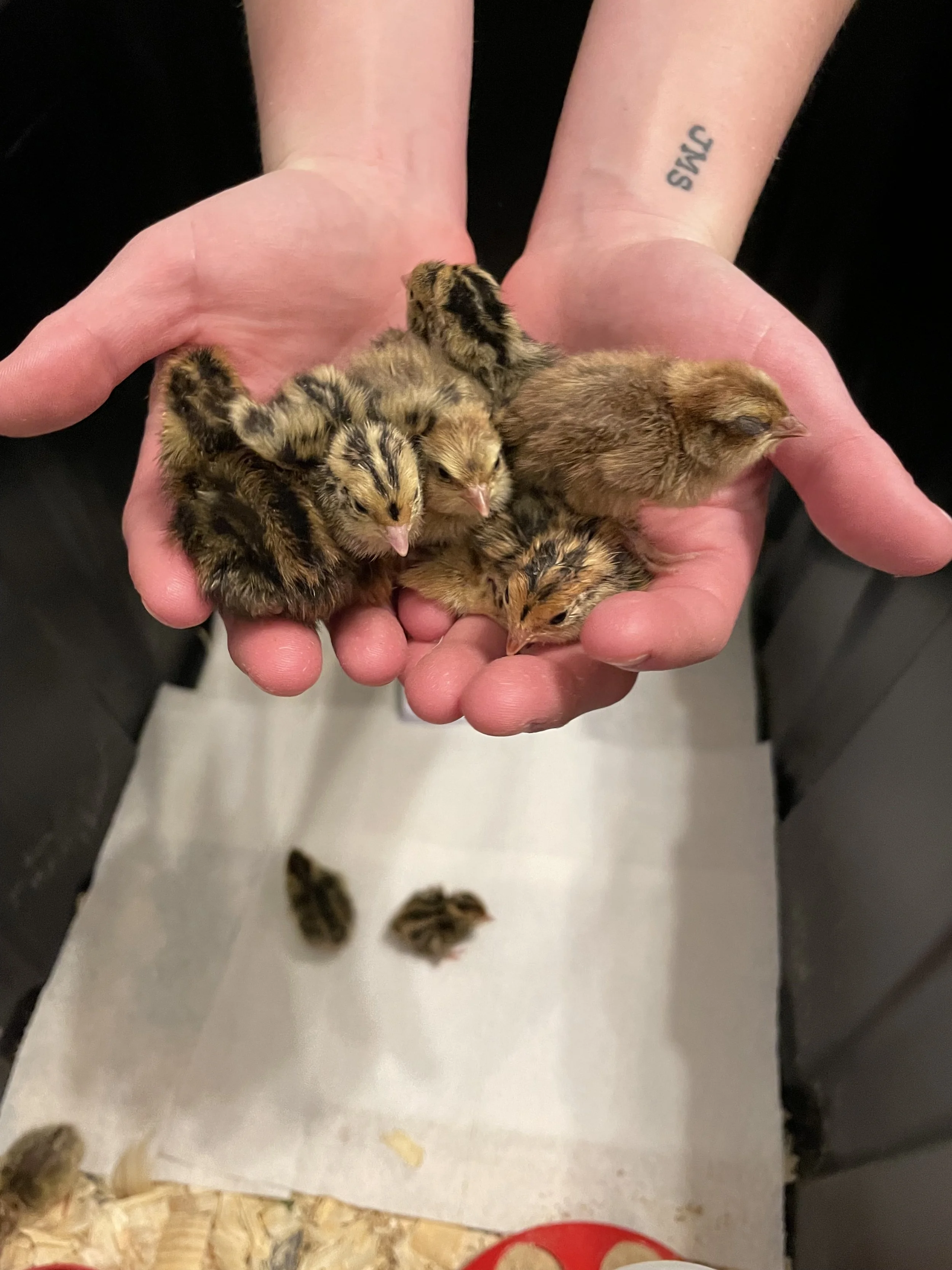 How to Care for Quail Chicks — Eagle Creek Quail Co