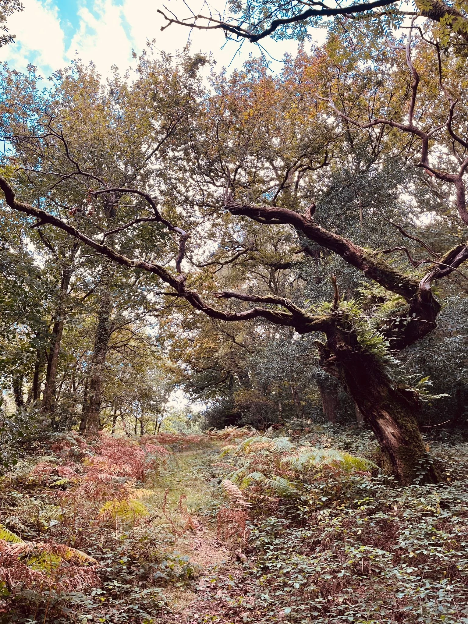 23 a 24.9.25 - Hyfforddiant ‘Nol at ein Coed’ gan ‘Y Pethau Bychain’