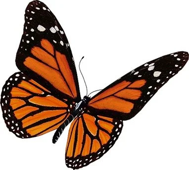 The Butterfly Poem