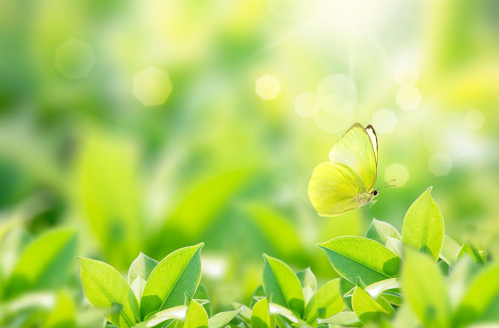 Corporate Spring Green Butterfly