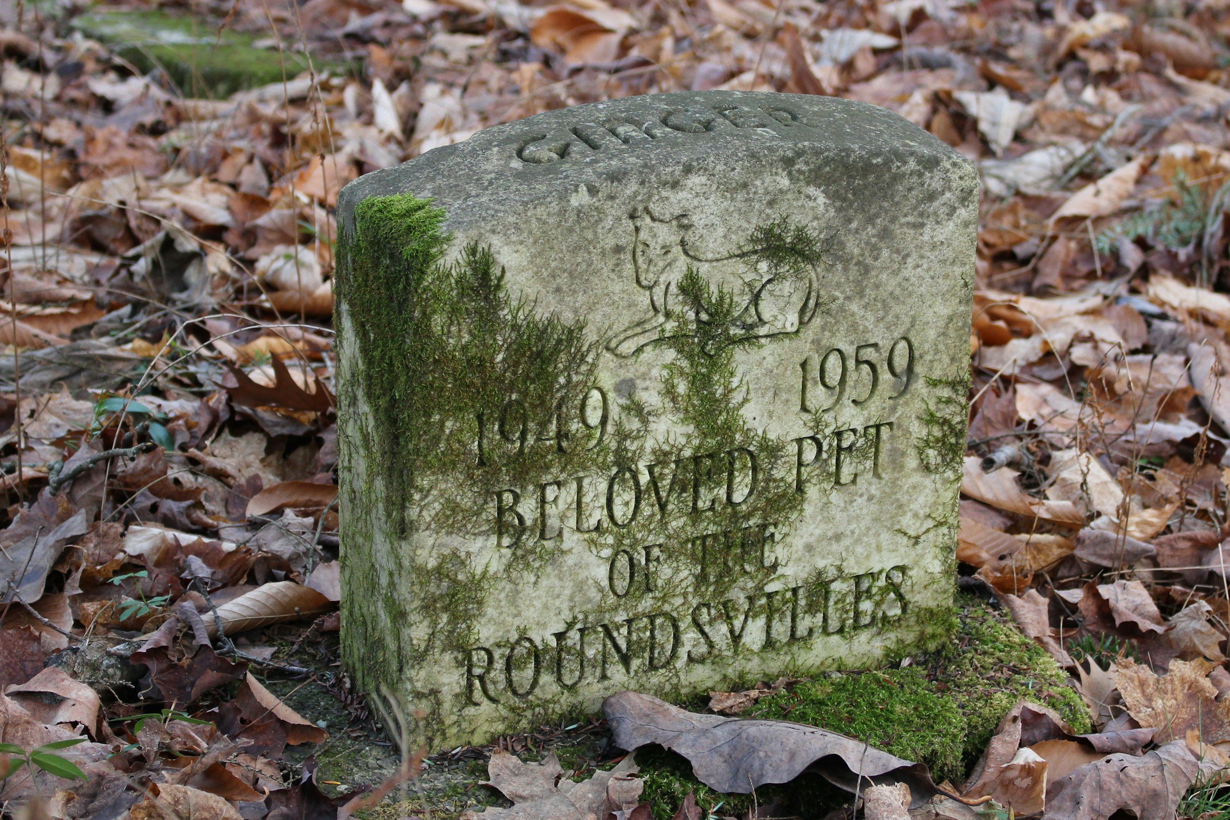 Why Backyard Pet Burial May Harm the Environment