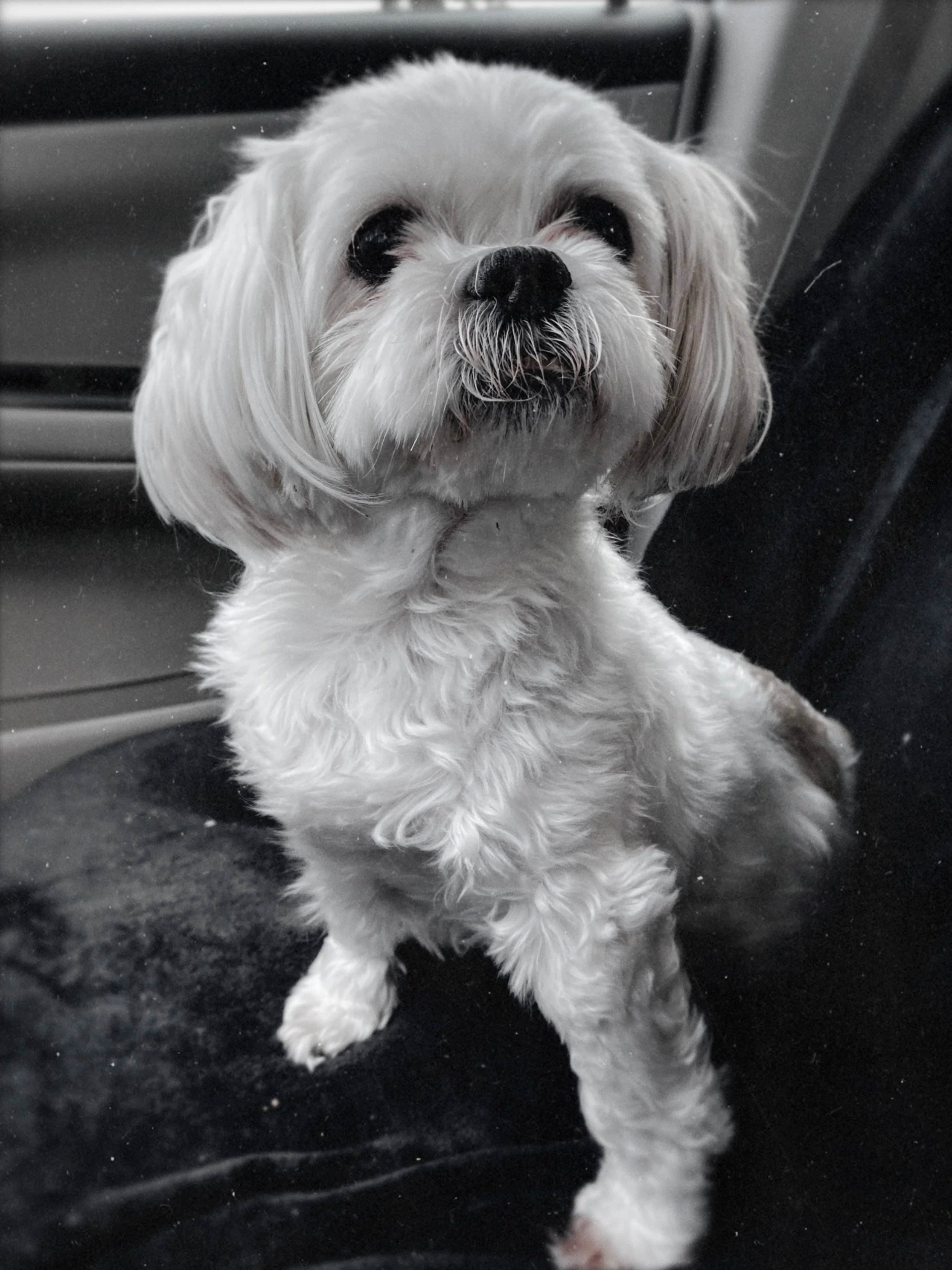 In Loving Memory of Abbie Anderson