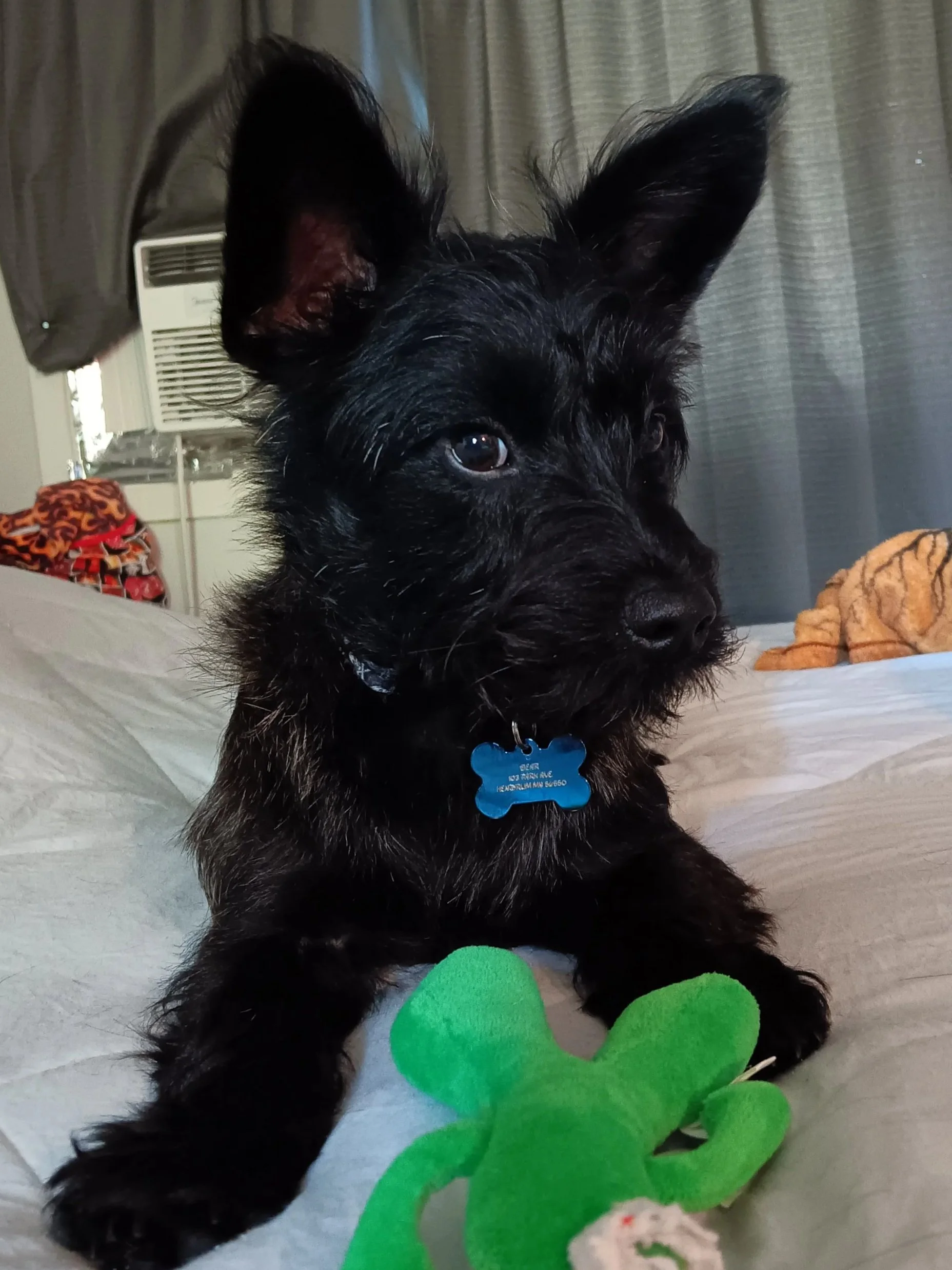 In Loving Memory of Bear Rudnik