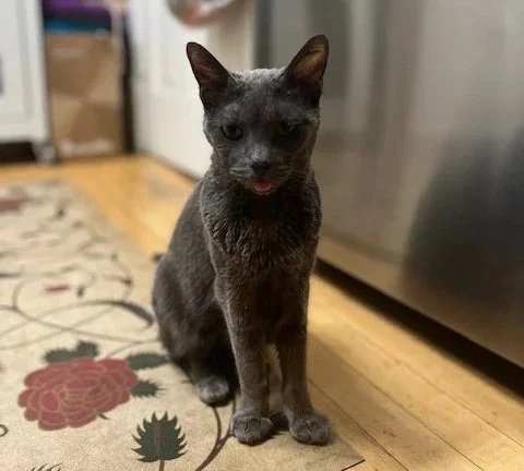 In Remembrance of Lita Grey