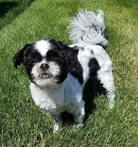In Loving Memory of Swarley
