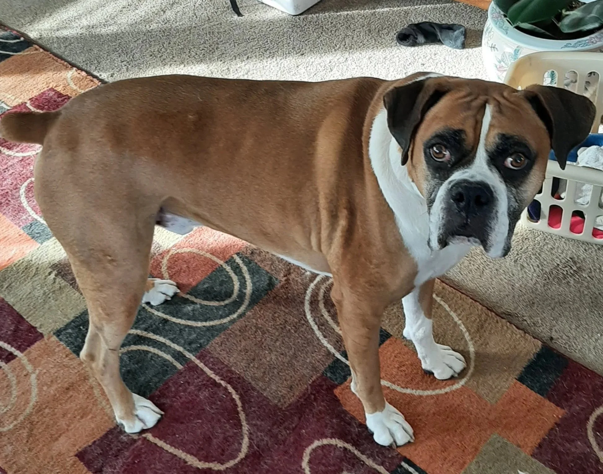 In Loving Memory of Nash