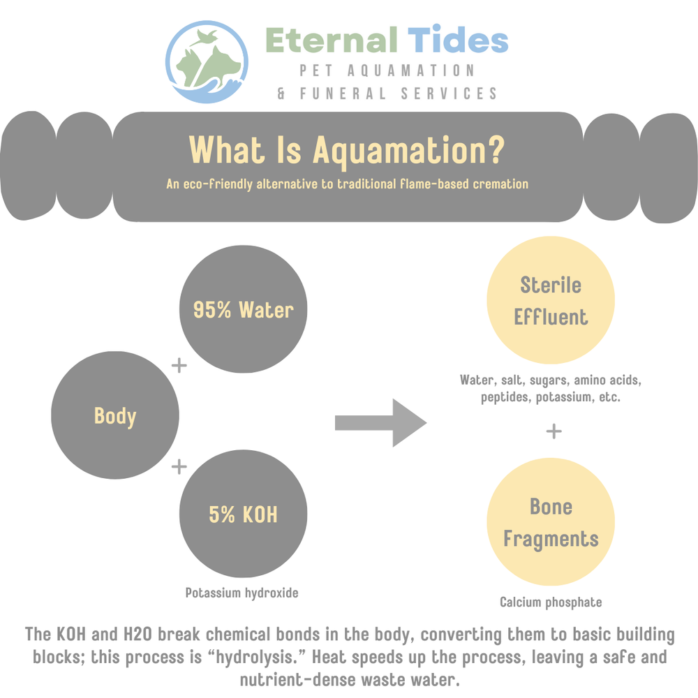 Individual Aquamation — Eternal Tides: Pet Aquamation Funeral - Main Image