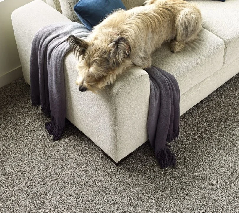 Dreamweaver Residential Carpet / Collection: Titan I / Color: Luna Pearl / (Available in 11 other colors!) / Click on picture above to see additional colors!