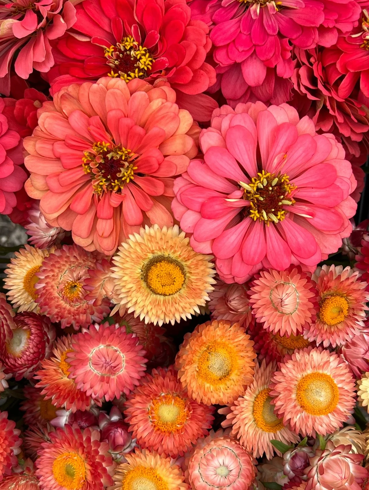 Just bees, &amp; things, &amp; flowers 🐝🍯💕🌱🌸🌻

#qtbipocfarm #queerfarmers #ceibaarbor #sunshine #ctfarms