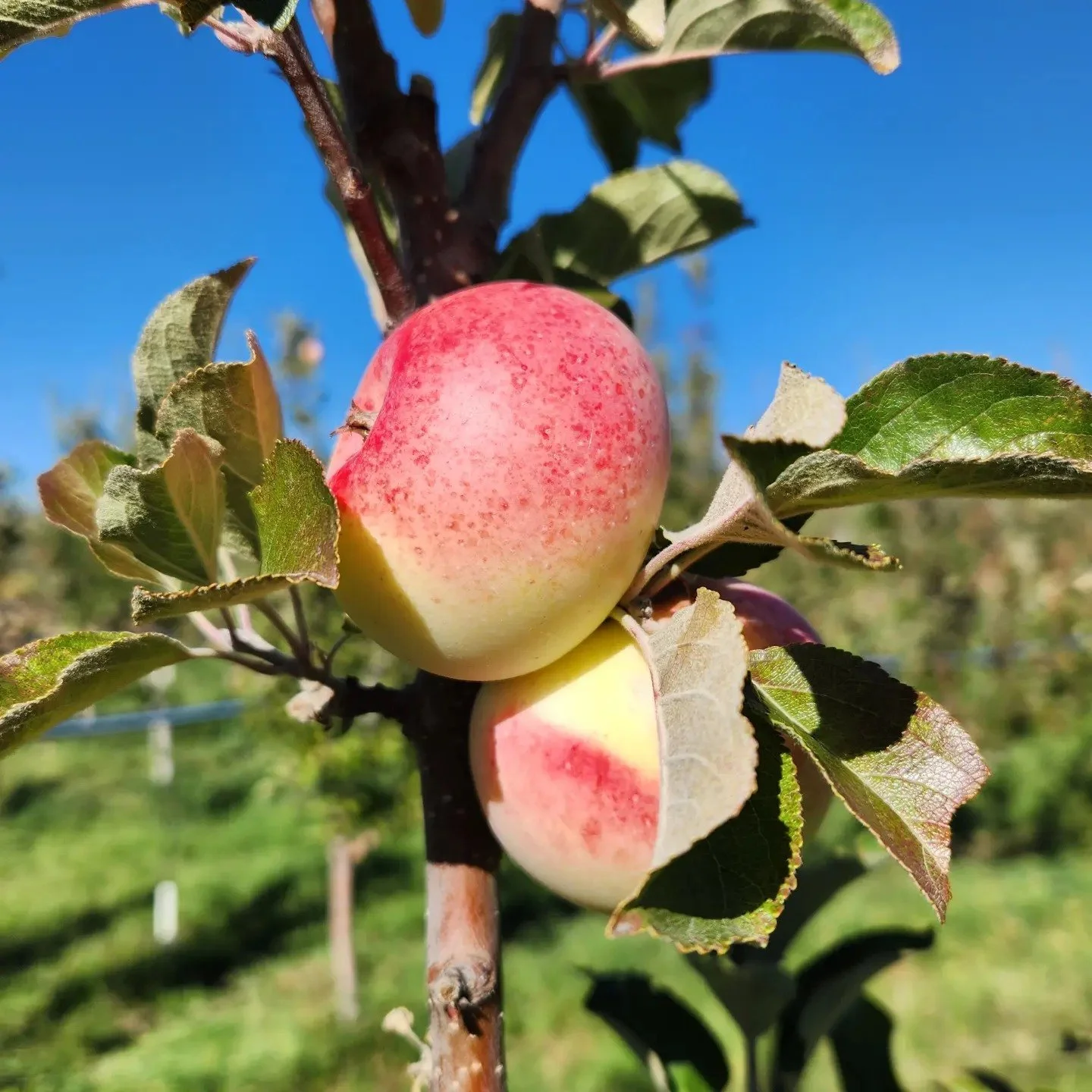 Colorado Cider Company