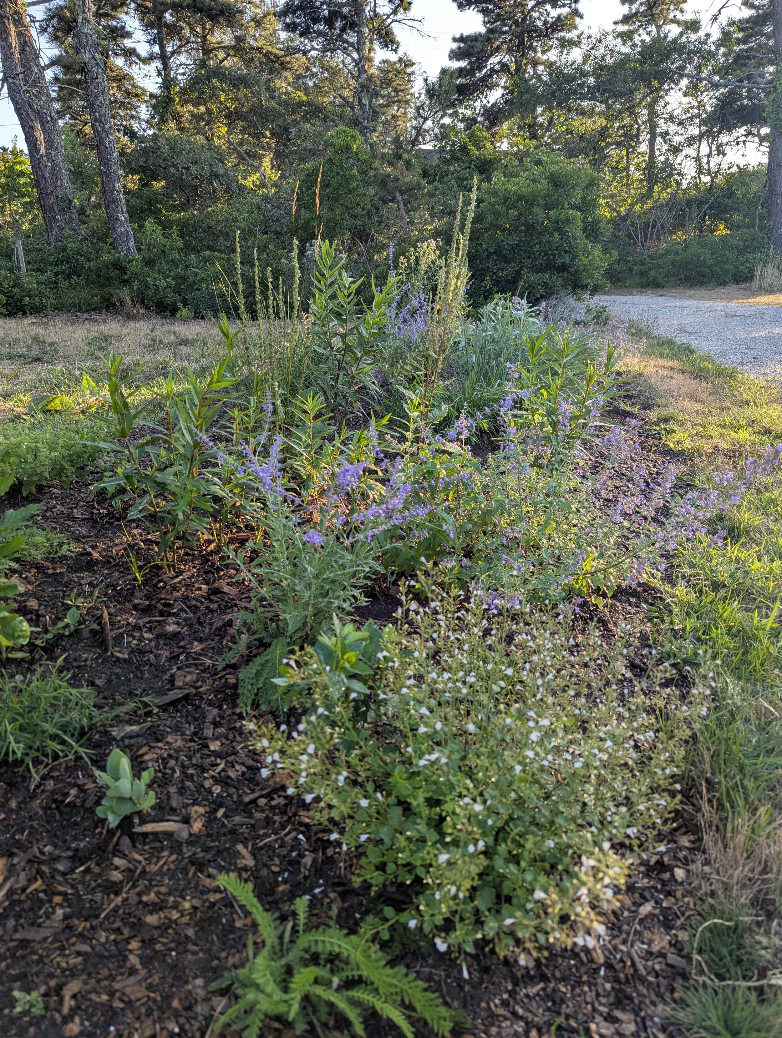 A flower garden with purple, white, and green plants next to a gravel path, surrounded by trees.