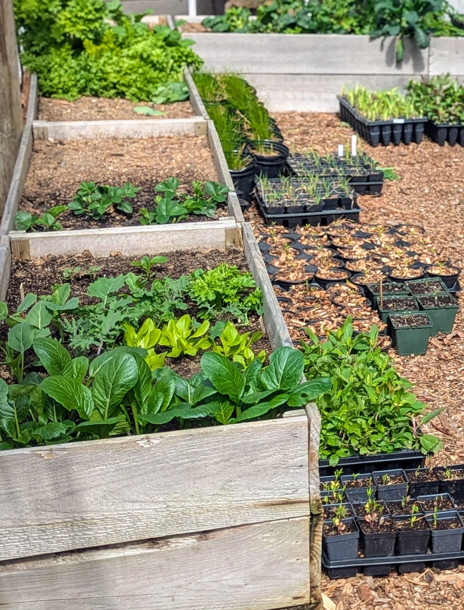 New Veggie Bed (From Scratch)