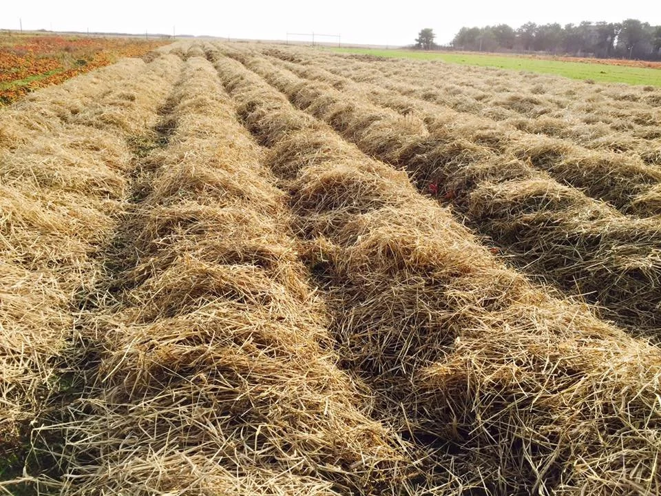 Mulch-Style Top Dressing (Soil Health Recipe)