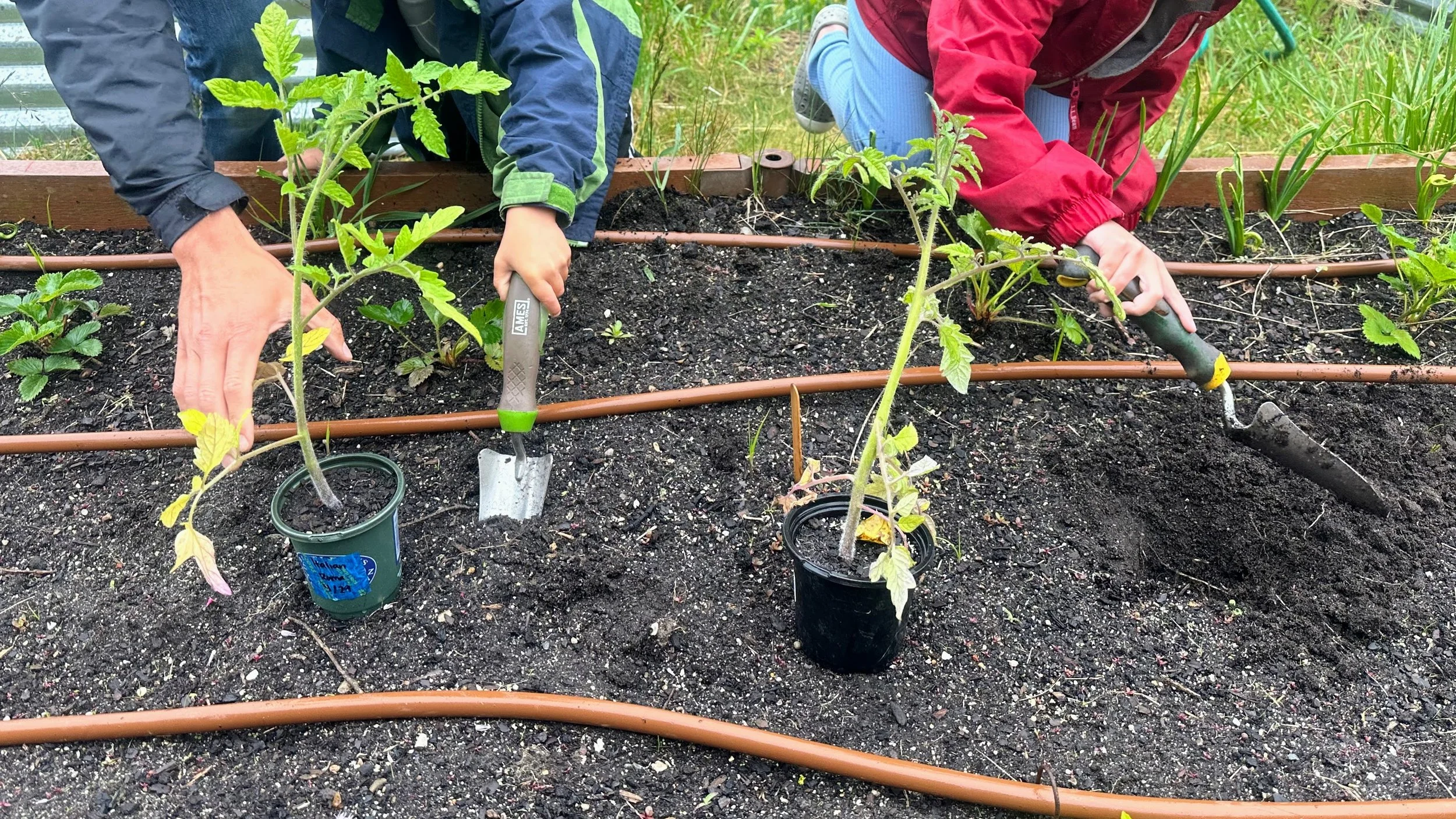 Two children planting tomato seedlings in a garden bed with soil and irrigation tubing.