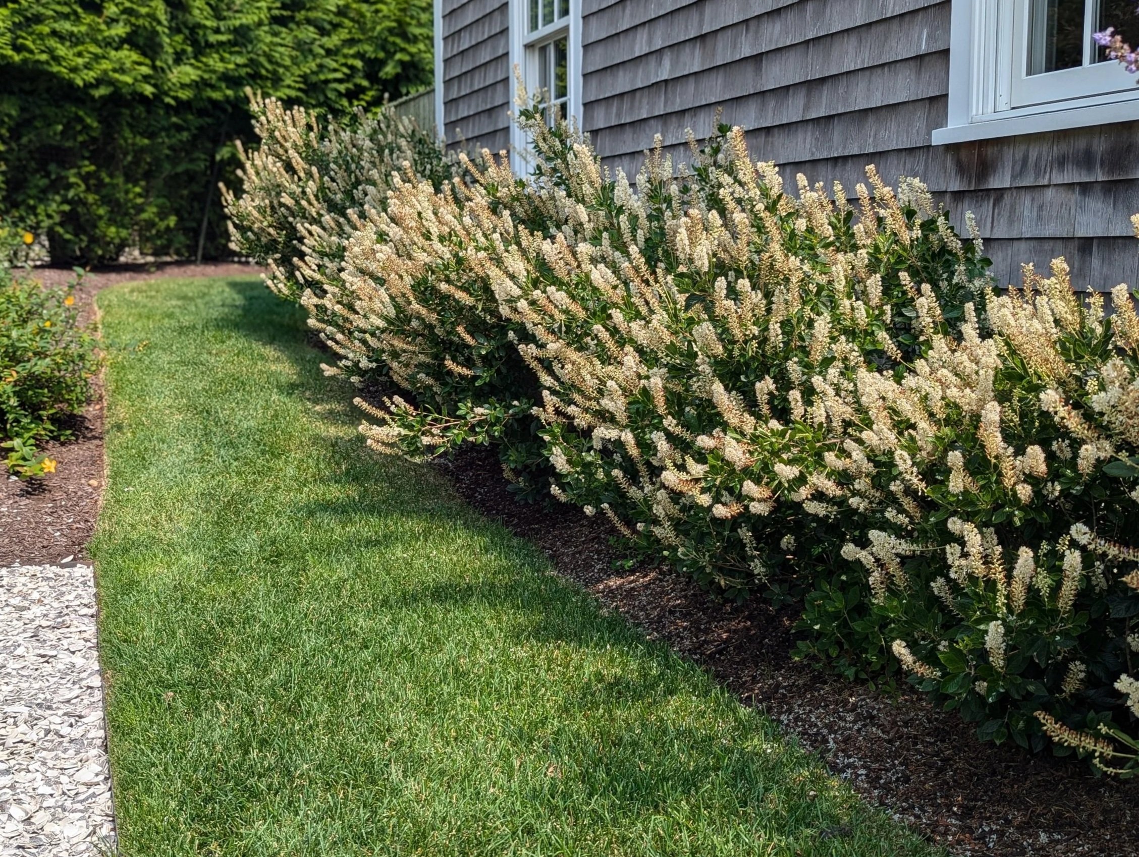 Trees &amp; Large Shrubs (Establishment &amp; Care Recipe)