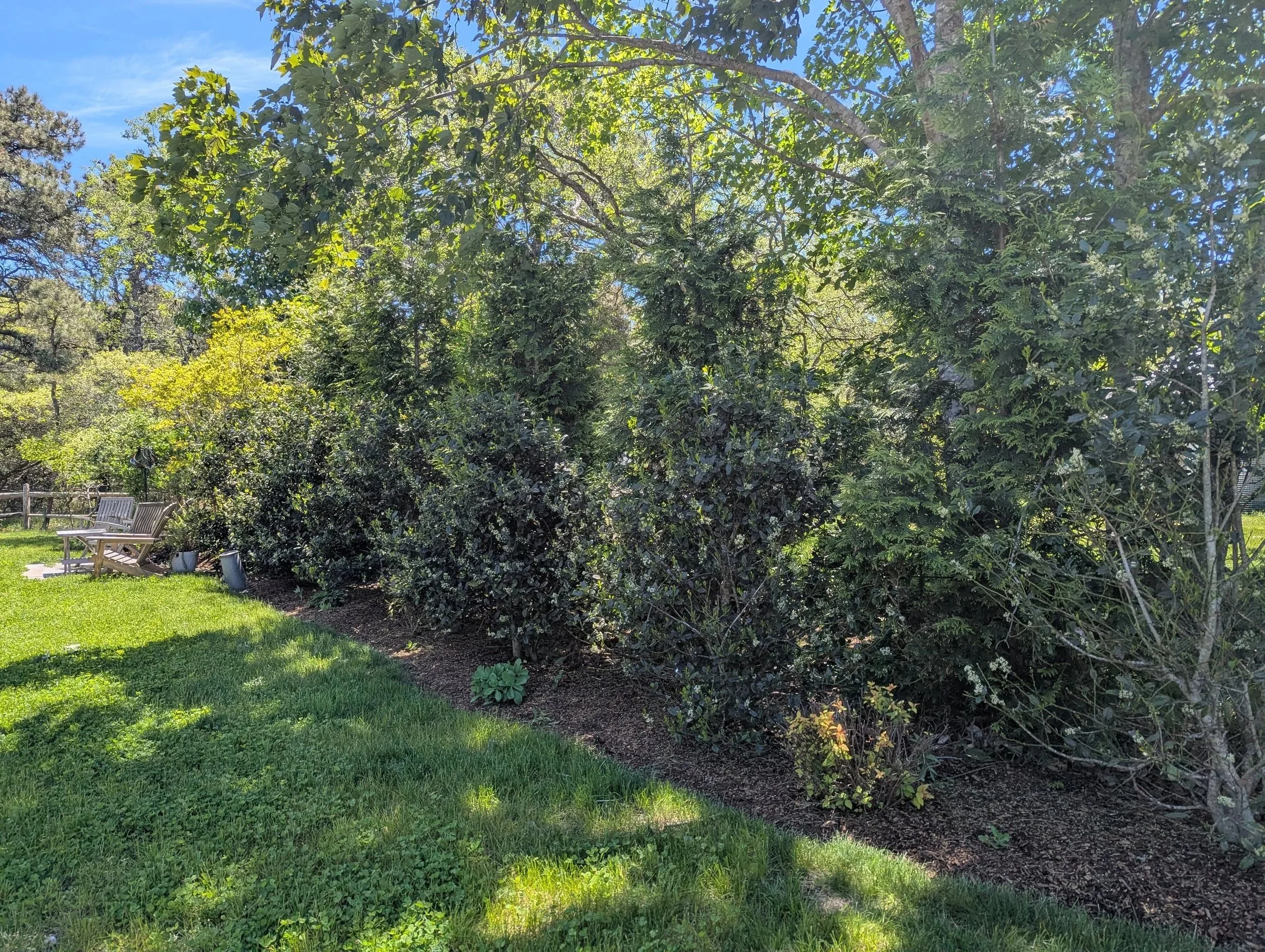 A garden with a grassy lawn, a wooden bench, and a row of dense bushes and trees under a clear blue sky.