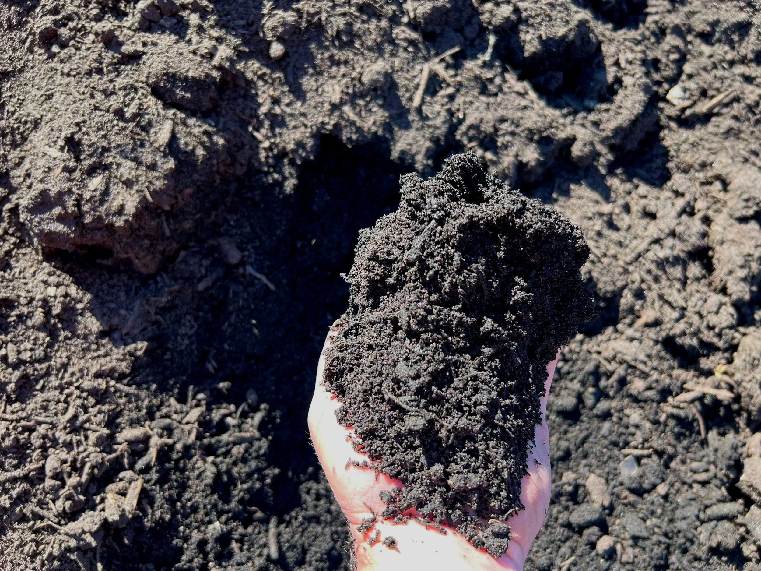 Person holding a clump of dark, wet soil or compost over a dirt ground.