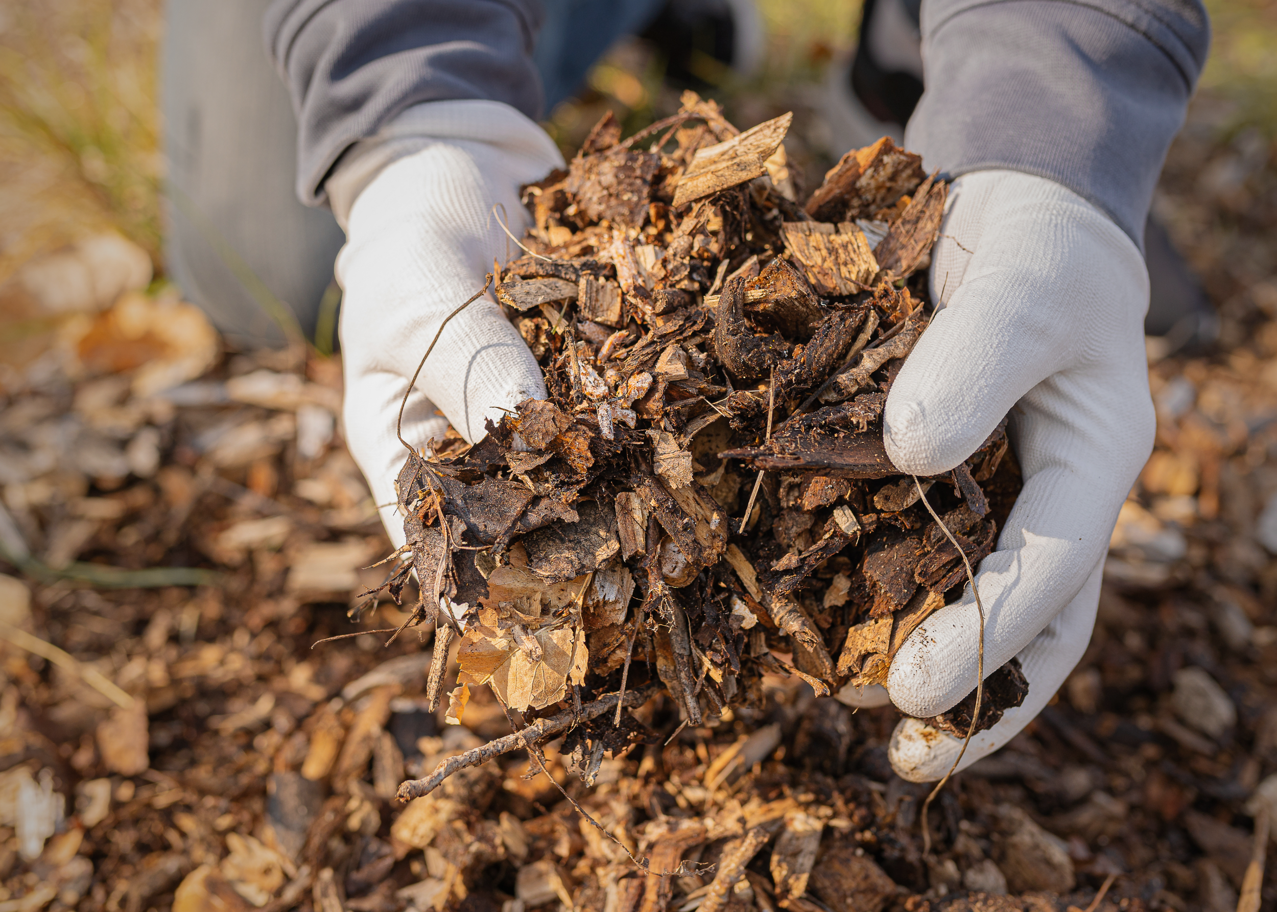 Person wearing white gloves and gray long-sleeve shirt holding a handful of dry wood chips or mulch, with a background of more wood chips on the ground.
