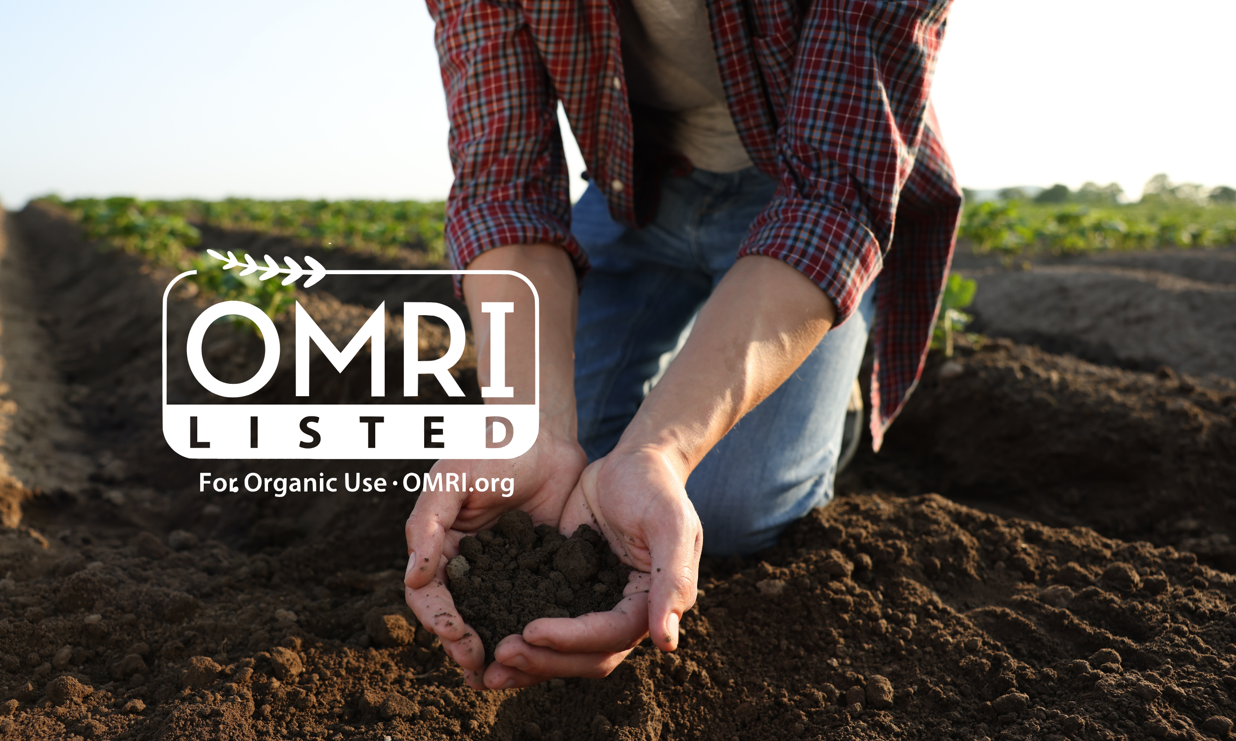 A person kneeling in a field planting soil into the ground, wearing a plaid shirt and jeans, with a row of crops in the background.