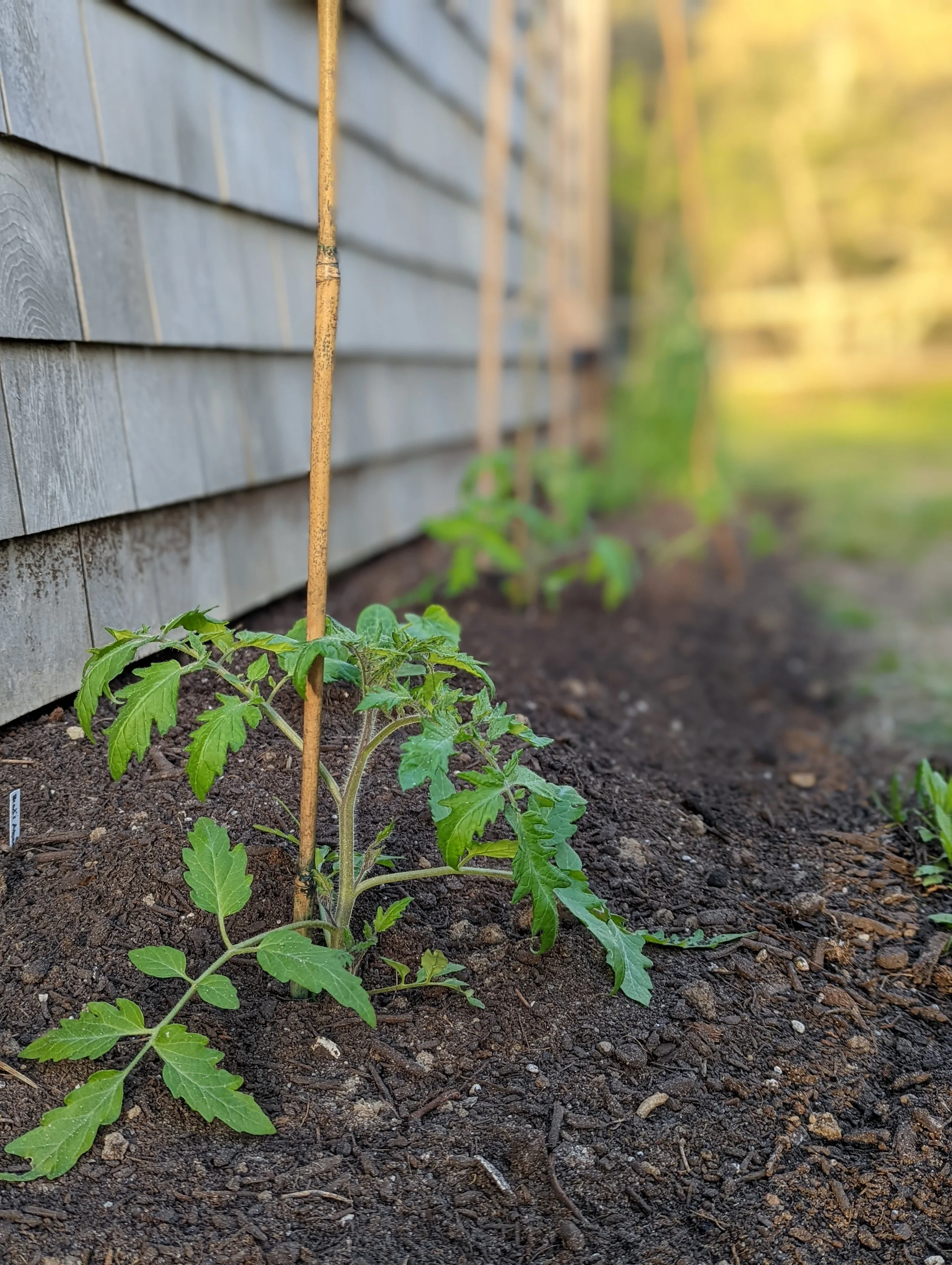 A young tomato plant growing in soil next to a house with wooden siding, supported by a wooden stake, with a blurred garden background.