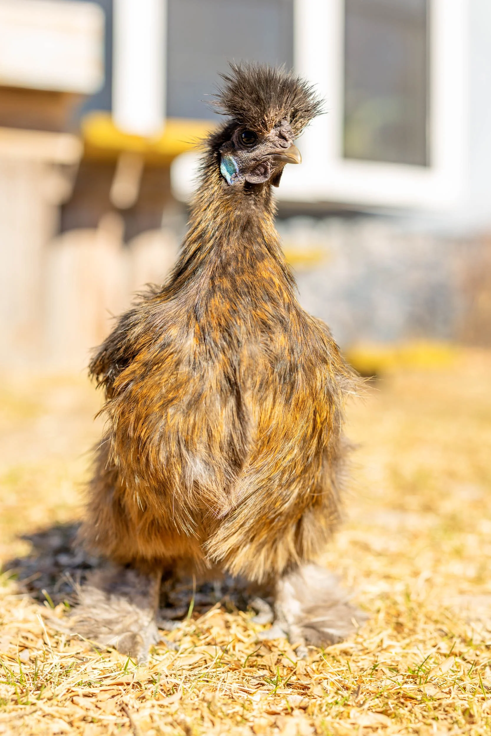 Daphne the Silkie chicken, a lovely fluffy silkie chicken with golden brown and dark brown fluffy feathers and bright blue ears