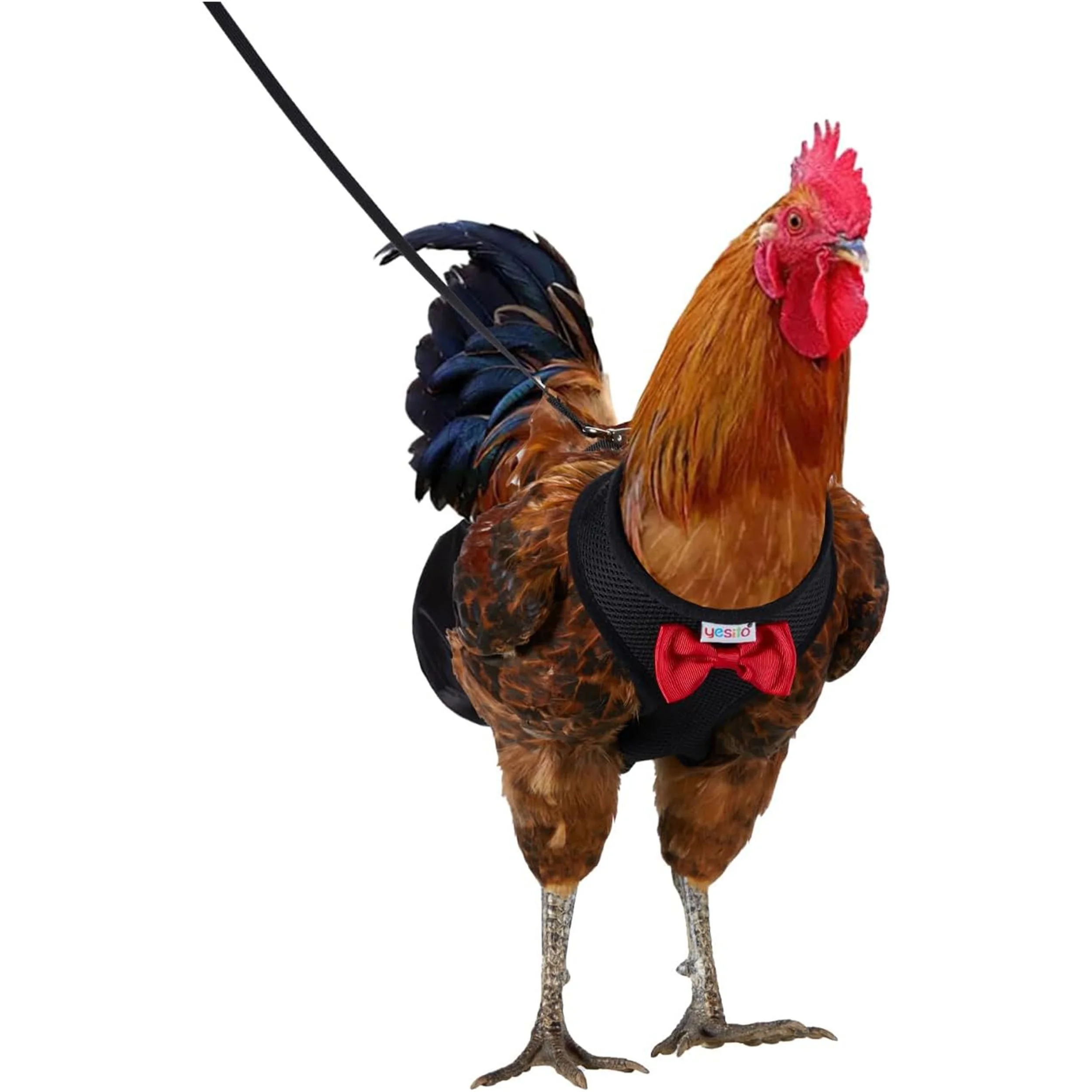 Chicken Harness
