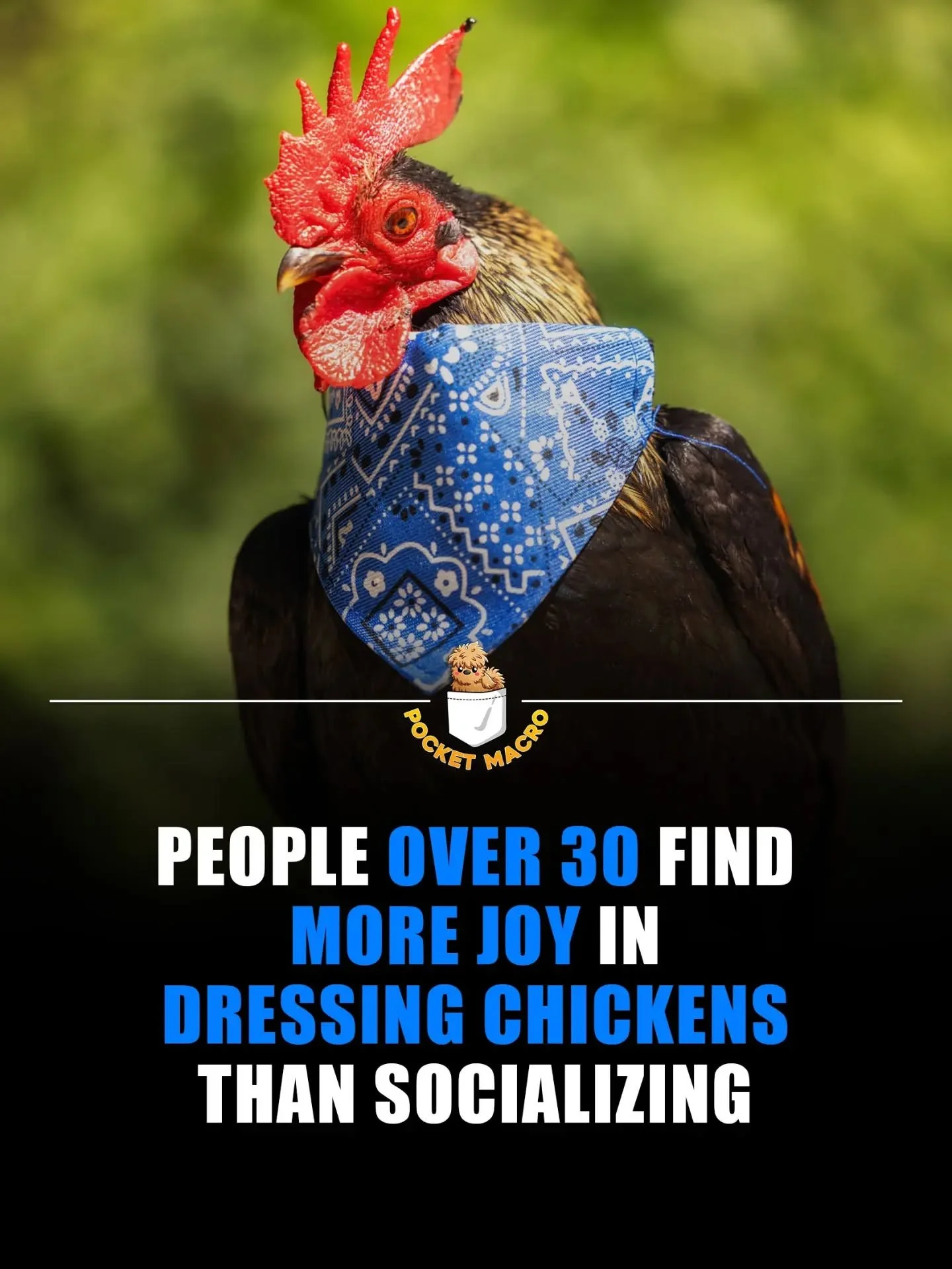 Chickens are fun 😎