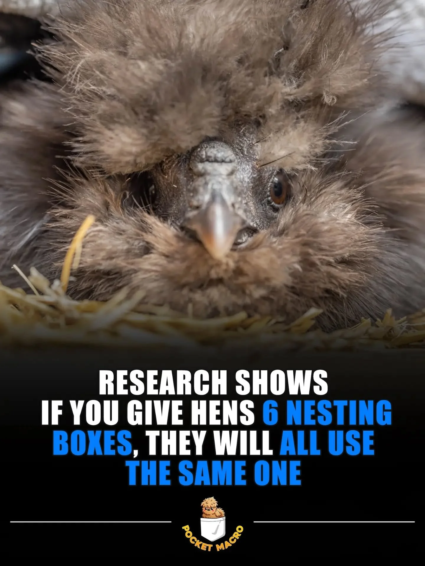 Only one nest box is worthy for their eggs 🤣