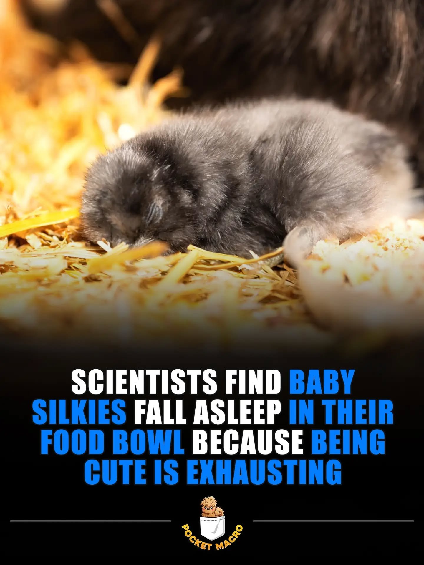 Baby silkies are so cute when they sleep, here is a picture of Blue when she was a baby sleeping by her food dish 🤣💖