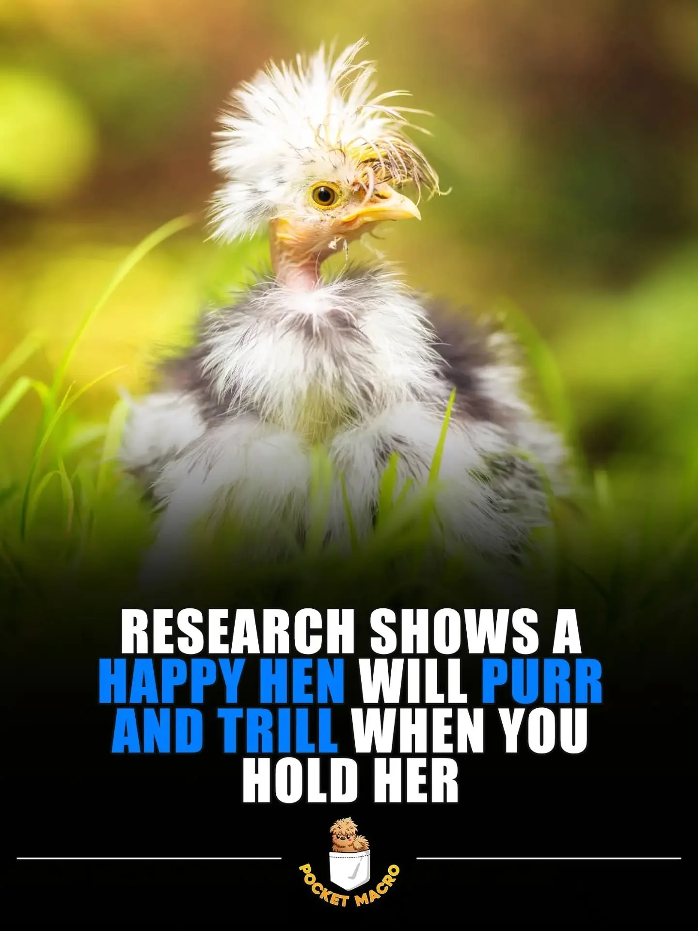 Happy hens are the best hens, p.s. they like snacks 🤣