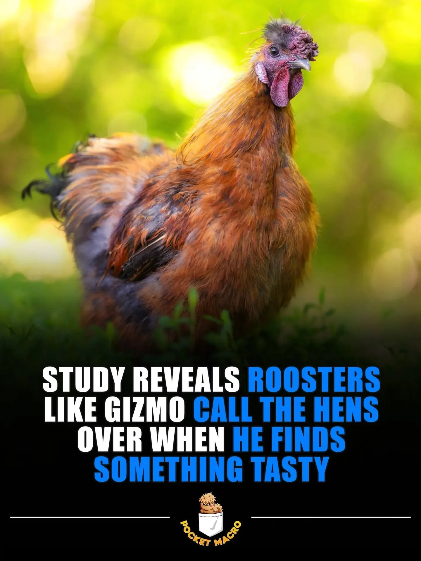 Gizmo treats his ladies right 💪🤠