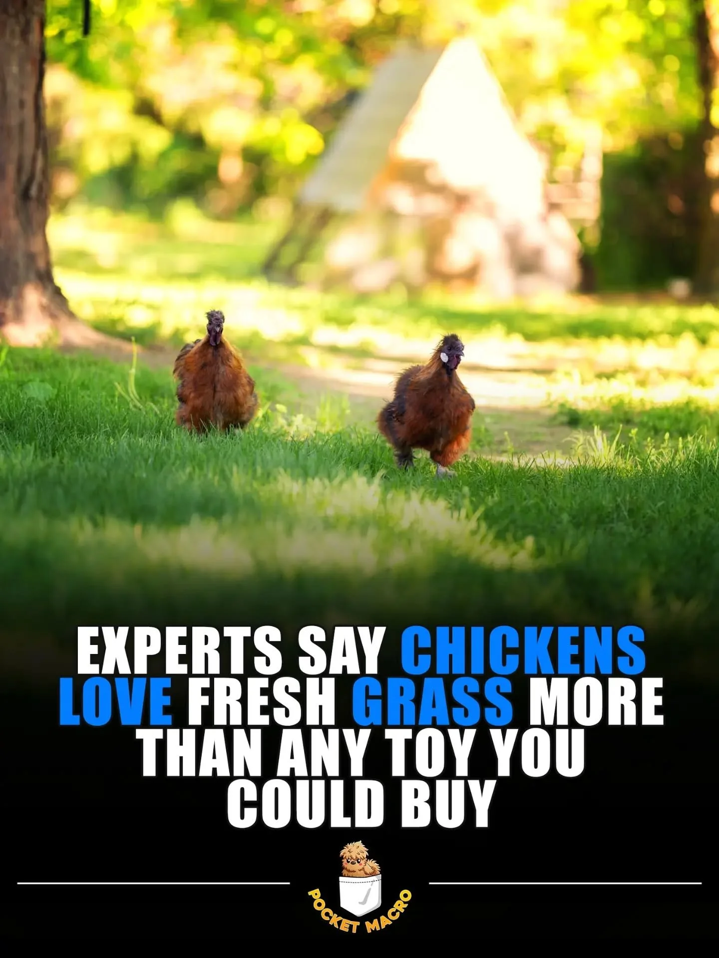 Chickens love grass.  Gizmo and Ruby love running in grass, eating grass, and scratching grass 🤣