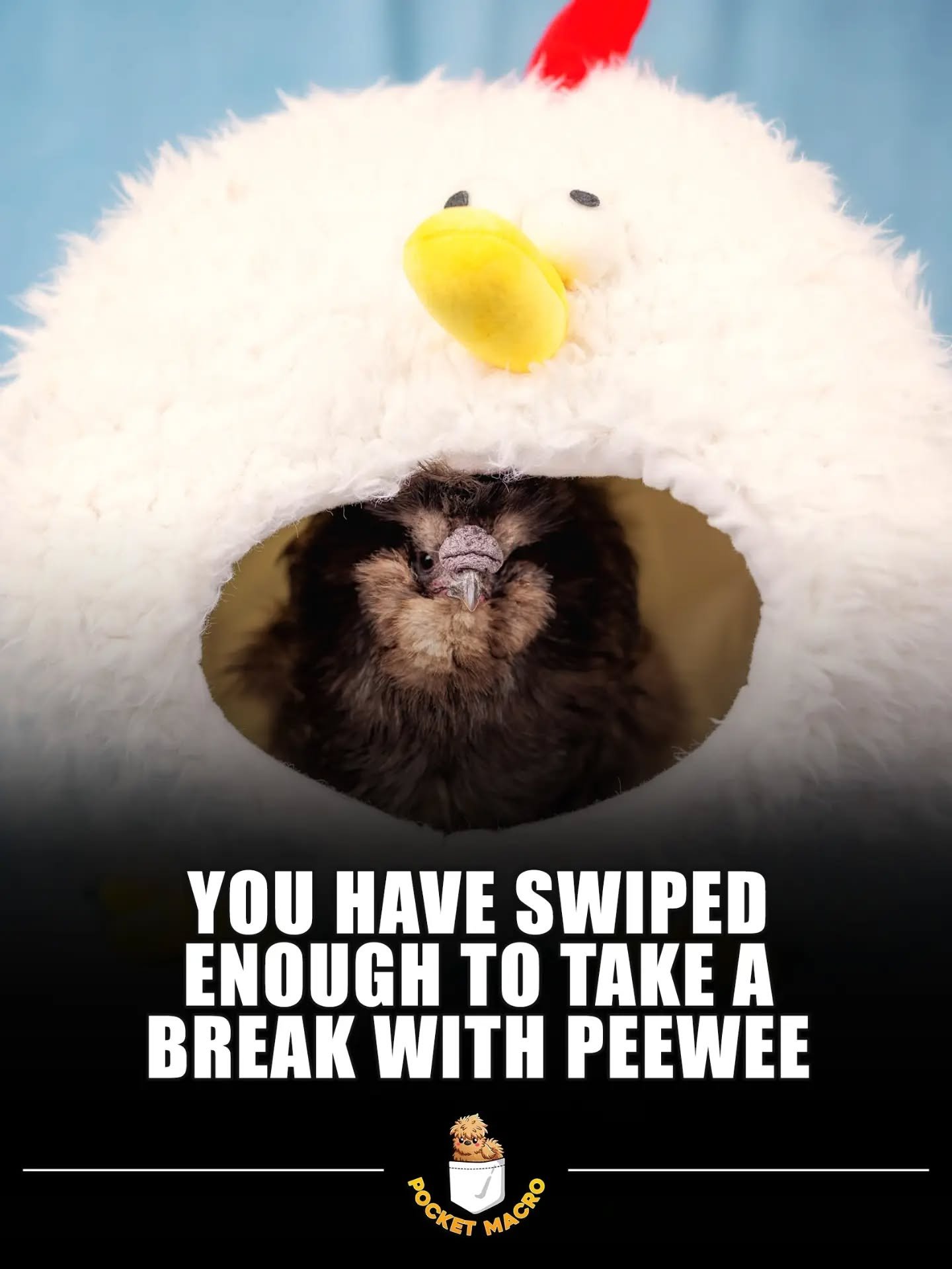 Take a break with PeeWee in her fluffy chicken fort 🤣