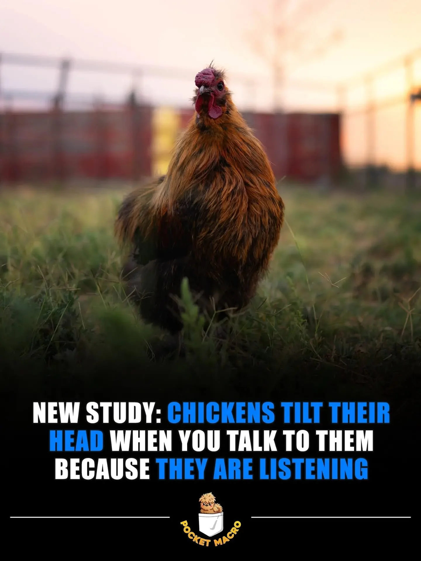 Chickens are so smart, it always surprises me how fast they learn different things 💖