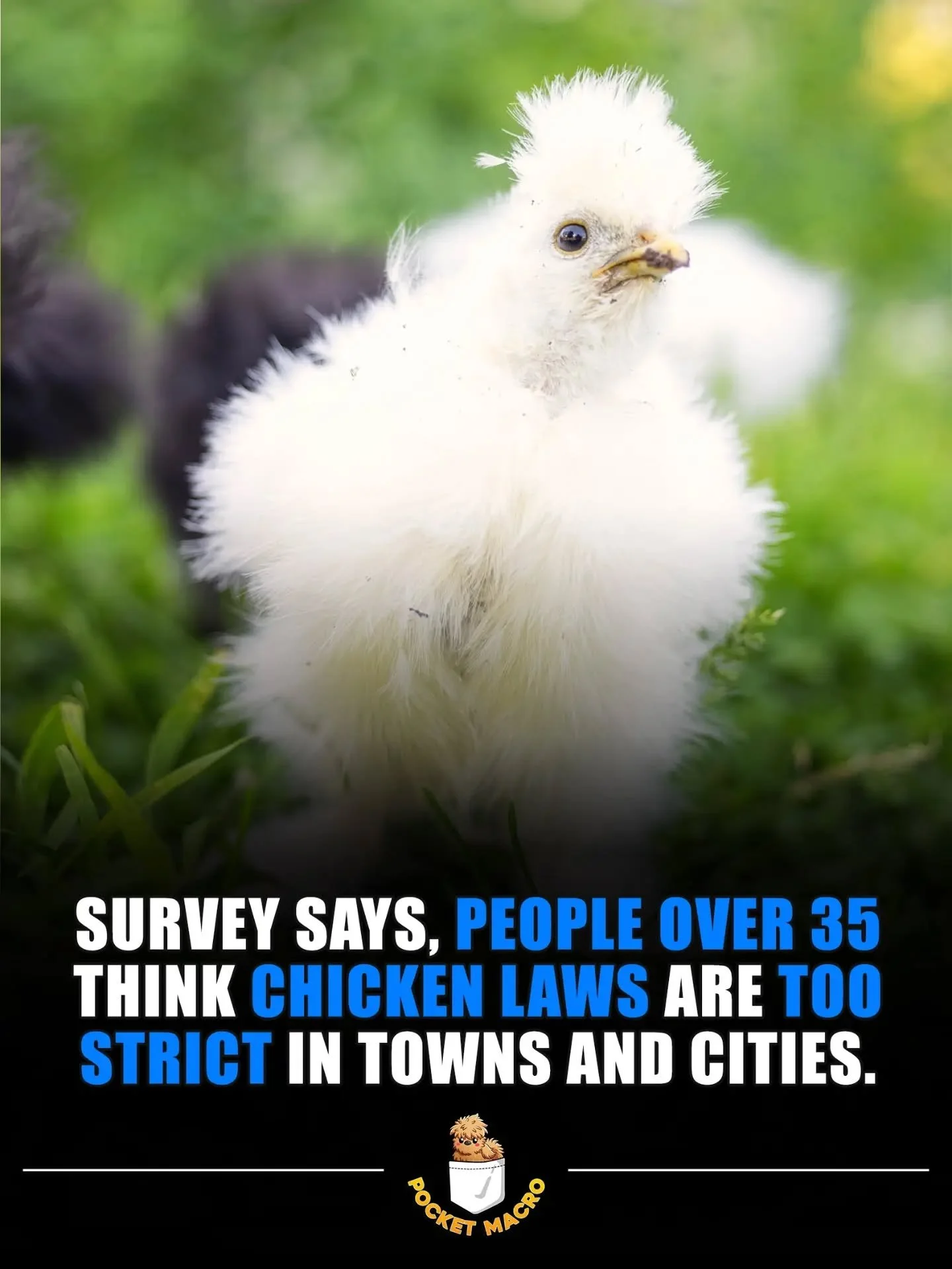 Chicken math should work everywhere 🦖