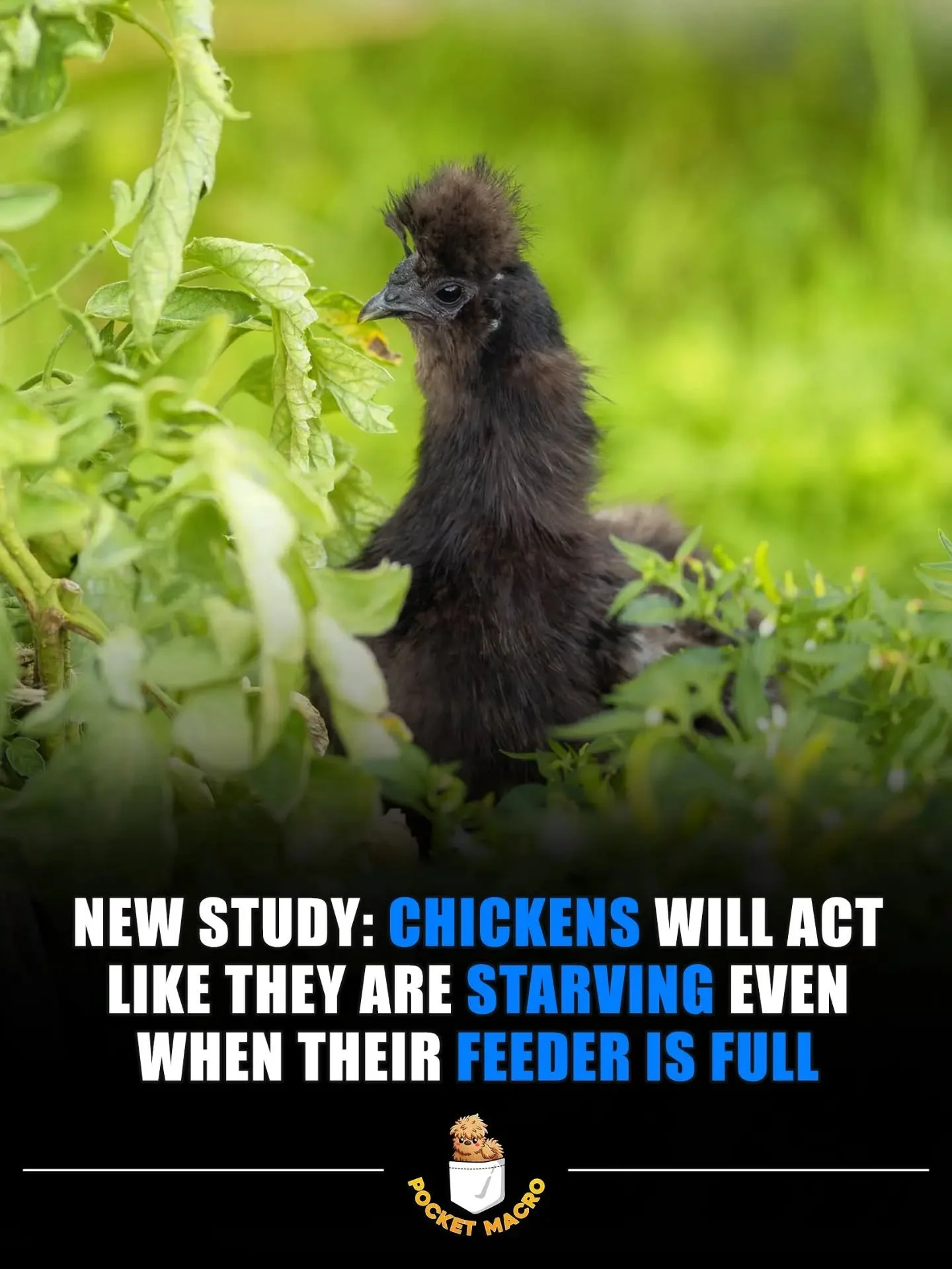 Chickens love food 🤣, also can't believe it's already September! Time sure flies