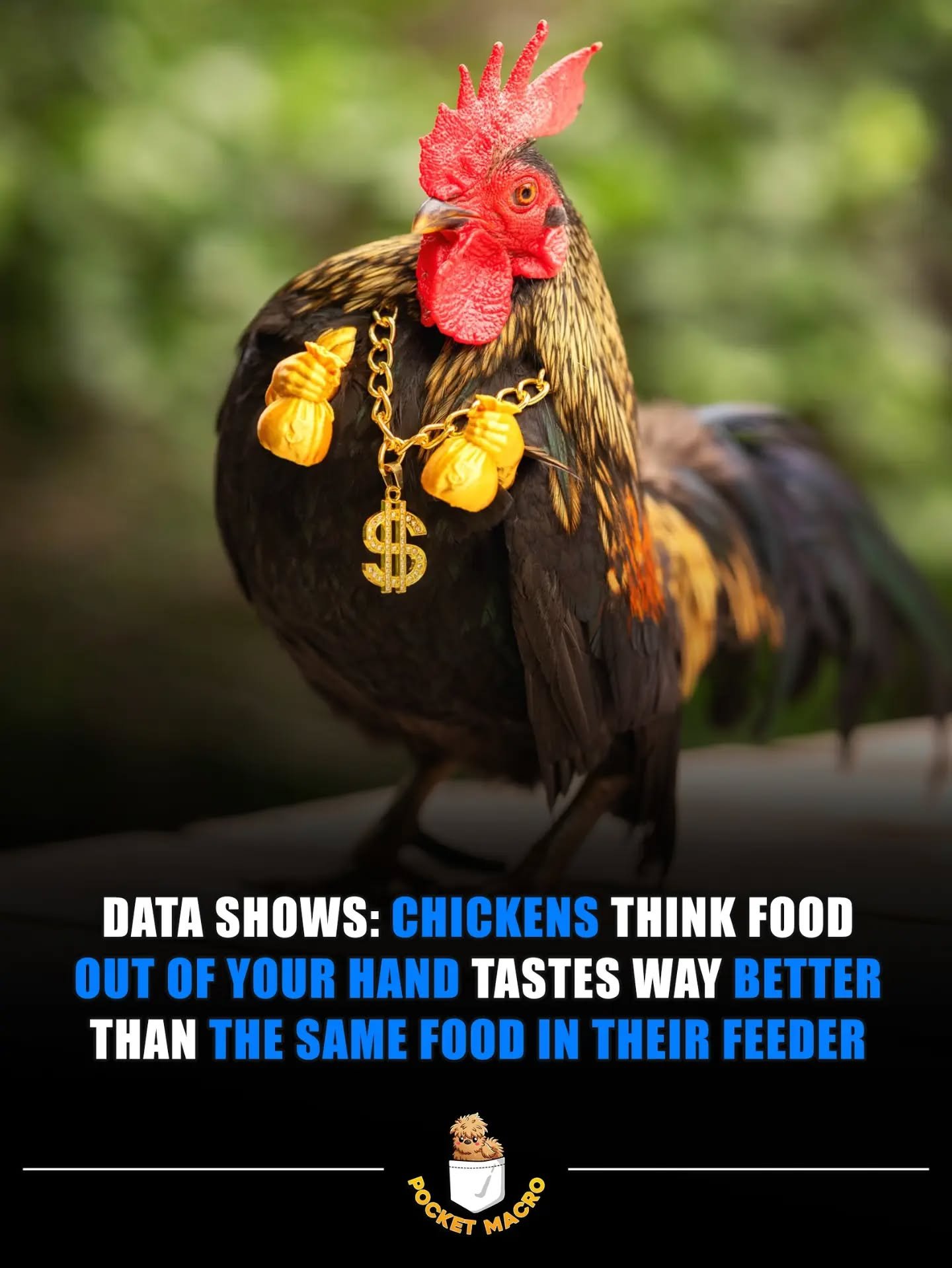 Chickens know the good food when they see it in your hand 🤣